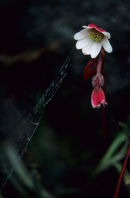 Inca Trail flower